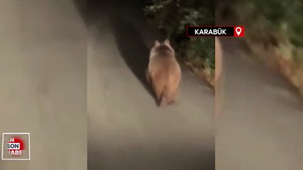 Karabük'te köy yoluna çıkan ayı