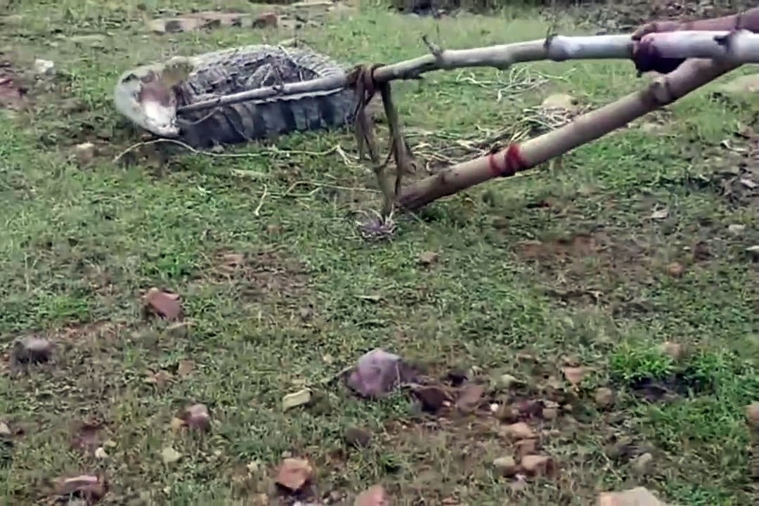 Video: मिर्जापुर में धान के खेत में बैठा था 10 फीट का मगरमच्छ, फुर्ती ऐसी कि आप भी डर जाएं