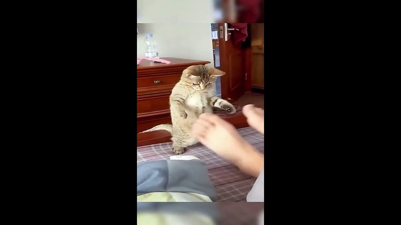 Funny animals -  Funny cats _ dogs -  Funny animal videos 2023  - Part 6_Haypyy Pett