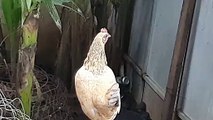 The hen is happy when she finishes laying eggs