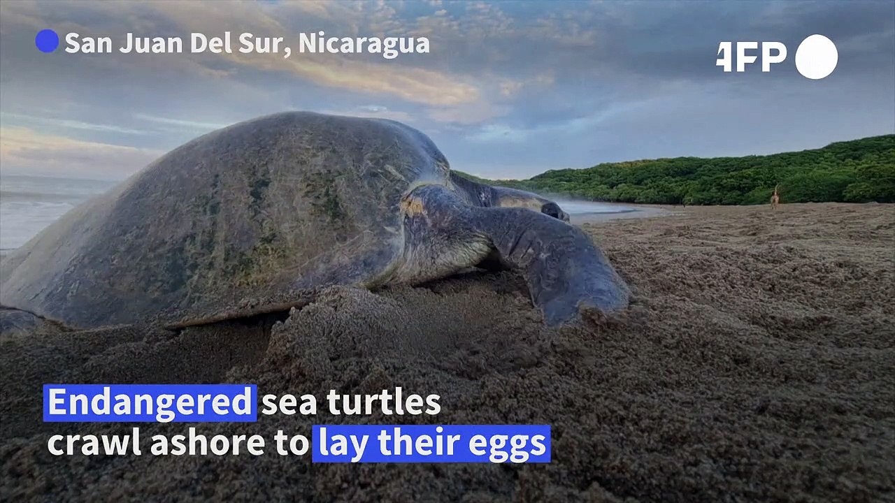Thousands of turtles start mass nesting on Nicaraguan beach - video ...