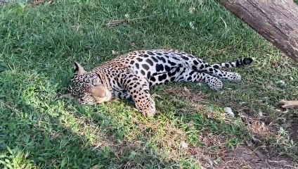 ext'Jaguar Celeste gana premio internacional–051023