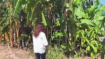 Bananen aus Italien - der Klimawandel macht's möglich