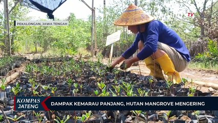 Dampak Kemarau Panjang di Pekalongan, Hutan Mangrove Mengering