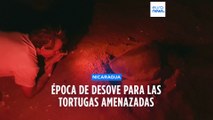 Esta playa de Nicaragua permite observar la puesta de huevos de las tortugas amenazadas