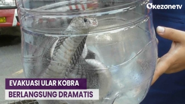 Heboh! Ular Kobra Bersarang di Balik Lemari Pakaian di Rumah Warga Tangerang