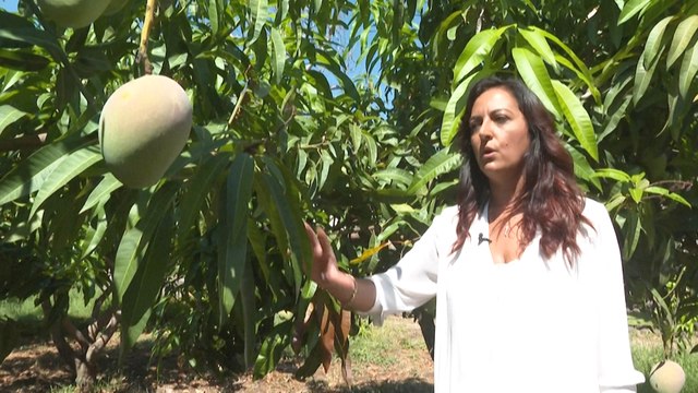 Mangos aus Italien - der Klimawandel macht's möglich