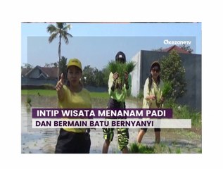 Asyiknya Berwisata Menanam Padi Sembari Bermain Batu Bernyanyi