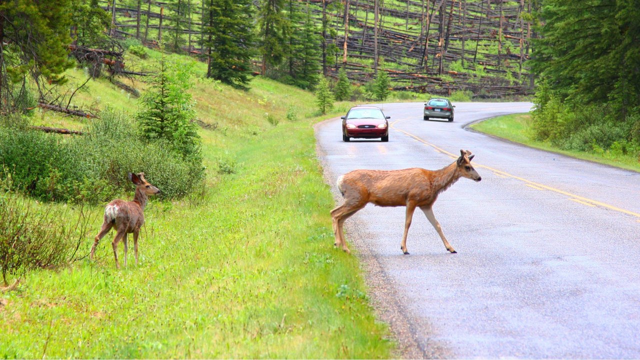 Diese drei Dinge sind nach einem Wildunfall tabu