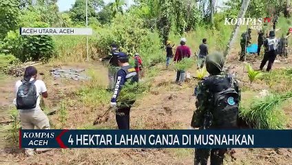 BNN Musnahkan 4 Hektar Tanaman Ganja