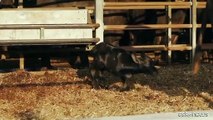 Formaggi di bufala, Fattorie Garofalo punta sul mercato tedesco