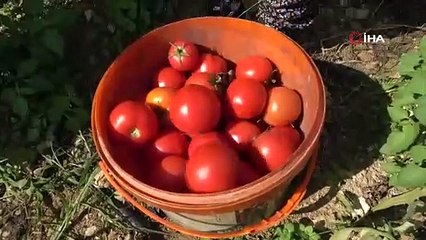 Mersin'de yetiştirildi, hasadı başladı: Tarlada kilosu 12 TL!