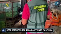 Doce detenidos por robar aceitunas en Sevilla