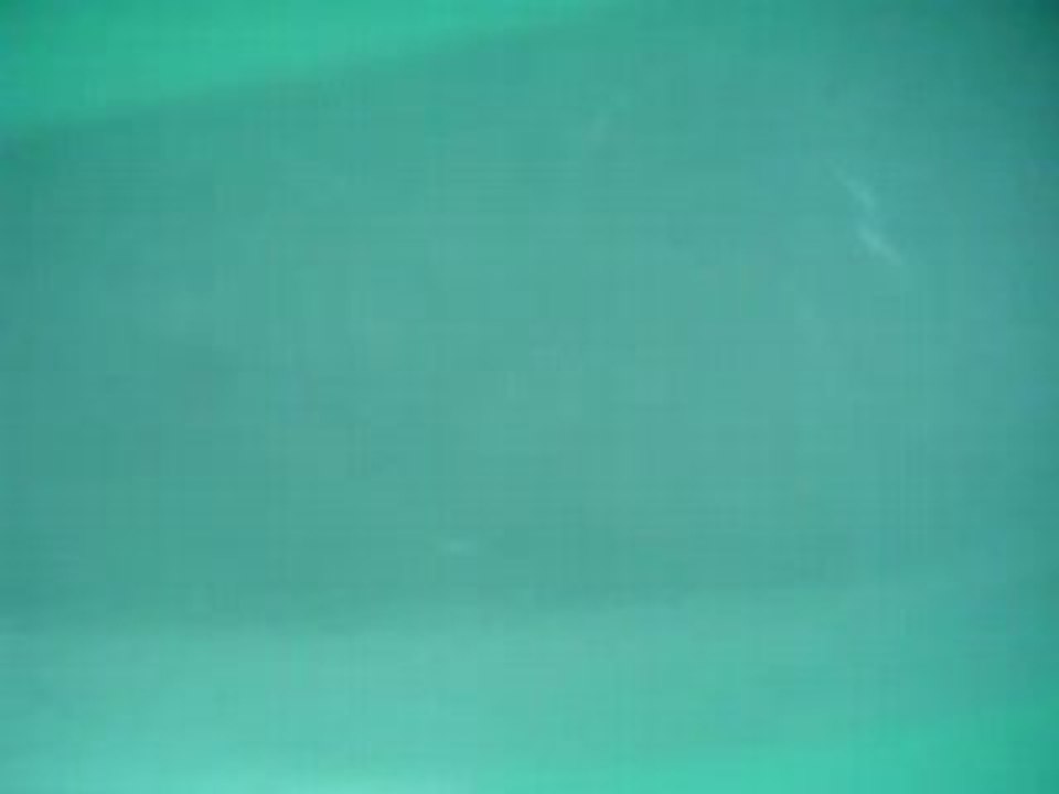 dauphin dans la rade de cherbourg