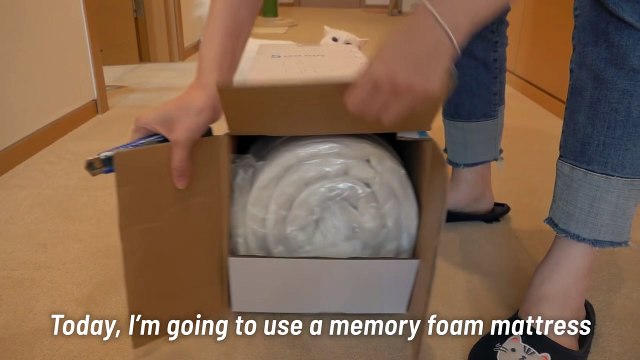 Kneading Challenge! Cats on a Memory Foam Mat! | Kittisaurus