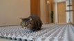 Egg Carton Challenge! Can My Cats Cross the Bumpy Road | Kittisaurus