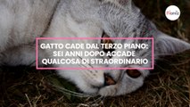 Gatto cade dal terzo piano: sei anni dopo accade qualcosa di straordinario