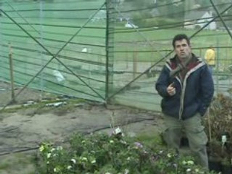 Pour en finir avec les hellébores niger