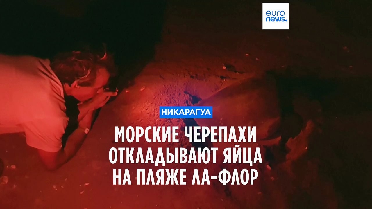 Никарагуа: морские черепахи появляются на свет...