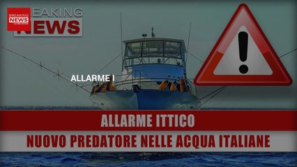 Allarme Ittico: Nuovo Predatore Localizzato Nelle Acqua Italiane!