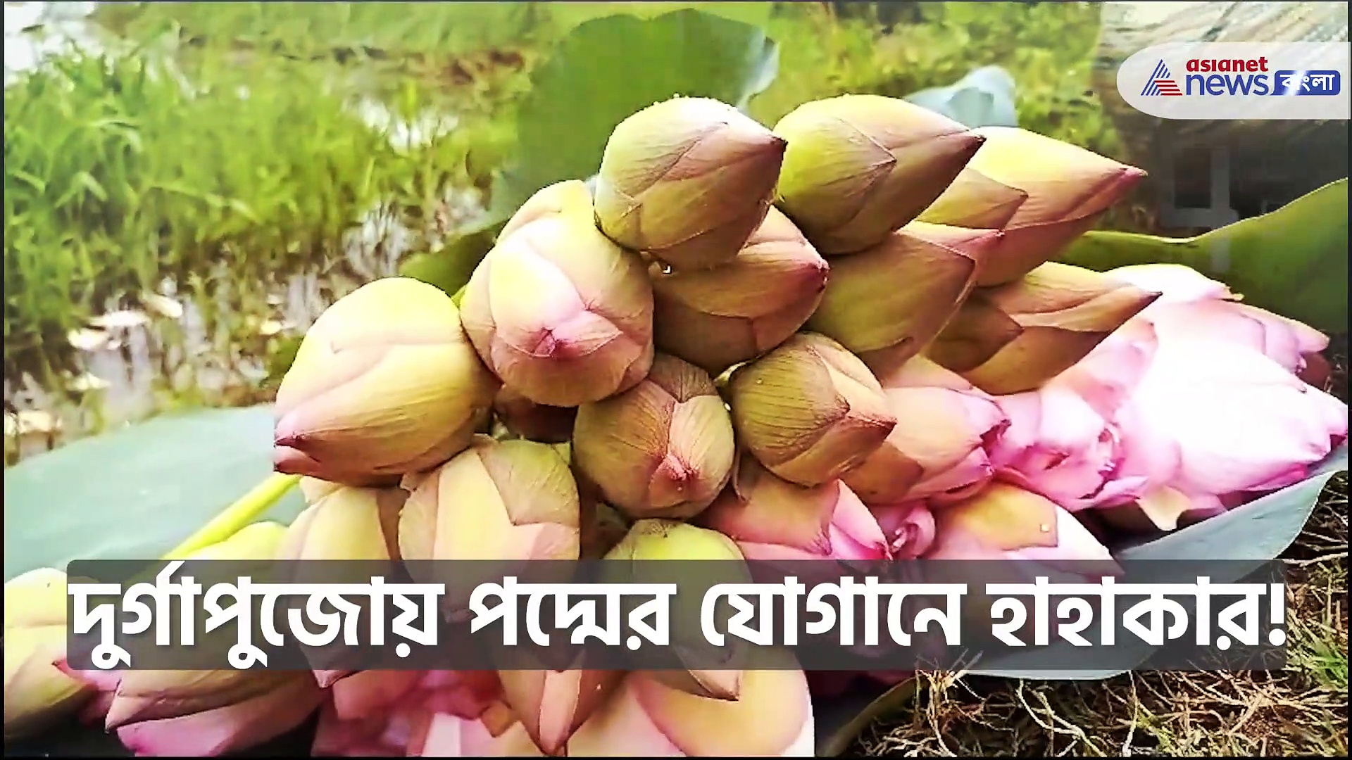Lotus Flower : দুর্গাপুজোয় ১০৮টি পদ্মফুল চাই-ই চাই, মাথায় হাত পদ্ম চাষিদের!