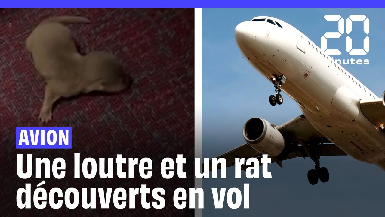 Une loutre et un rat géant sèment la panique dans un avion