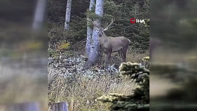 Bursa’da nadir görülen kızıl geyik görüntülendi