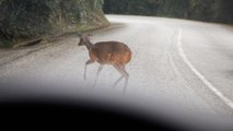 Versicherer: Alle zwei Minuten fährt ein Auto gegen ein Wildtier