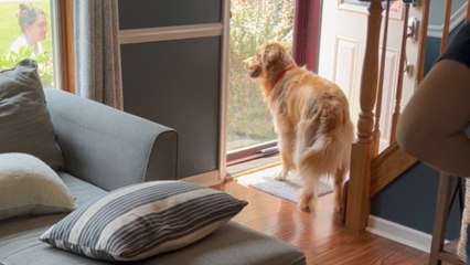 Dog welcomes his human baby brother home *Heartwarming Video*