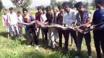 सिरोही: खेत में छिपा बैठा था 11 फीट का अजगर, किसानों में मचा हड़कंप, देखिए