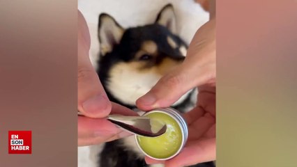 Sevimli köpeğin bakım saati