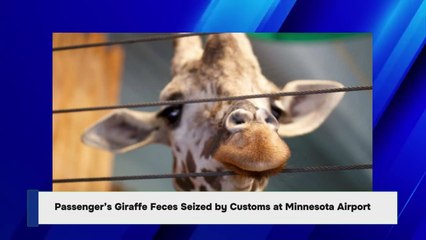 Passenger’s Giraffe Feces Seized by Customs at Minnesota Airport