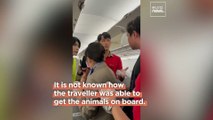 ‘There’s a rat on the plane’: Passengers shocked by suitcase of animals on flight from Thailand