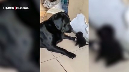 Yavrusunu azarlayan anne köpek viral oldu