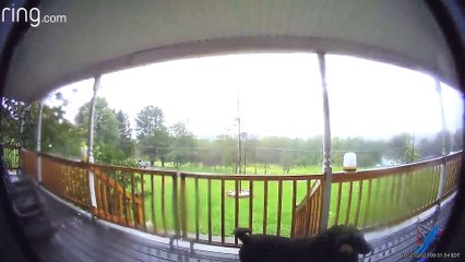 Dog Rings The Doorbell