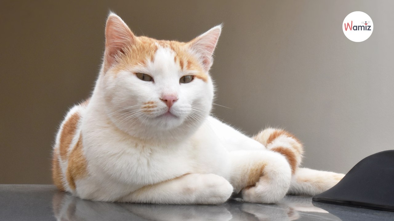 Questo gatto sale su ogni auto che vede e finisce nei posti più improbabili