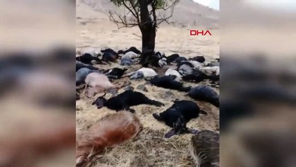 62 moutons sont morts à la suite de la foudre à Hakkari