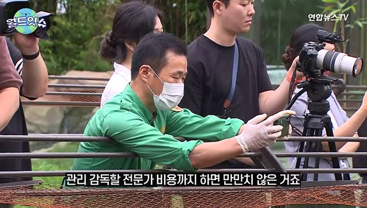 [월드잇슈] 전 세계 판다 전부다 중국거?…랜선 팬들 사로잡은 판다 속 복잡한 속내