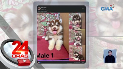 Babaeng nagbenta online ng aso, tinakbuhan umano ng bumili | 24 Oras