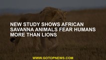 New study shows African savanna animals fear humans more than lions