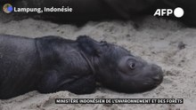 La naissance d'un rhinocéros de Sumatra redonne espoir pour l'espèce menacée d'extinction
