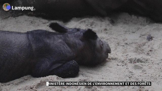 La naissance d'un rhinocéros de Sumatra redonne espoir pour l'espèce menacée d'extinction