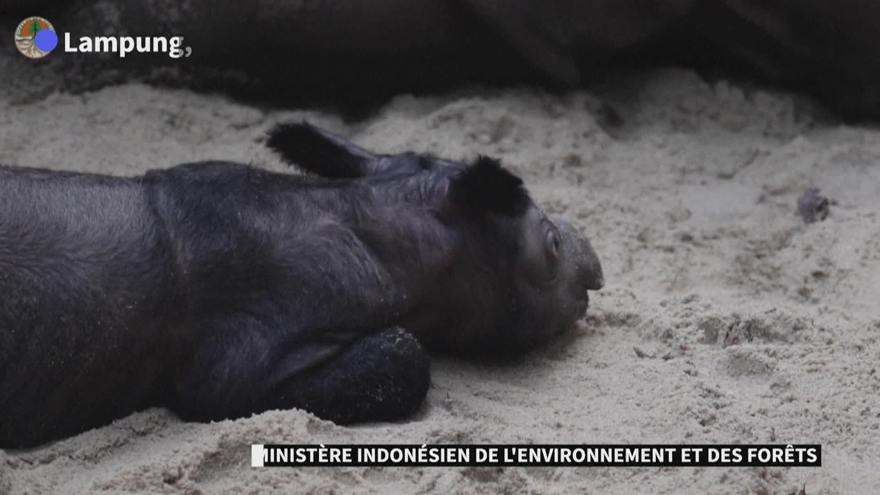 La naissance d'un rhinocéros de Sumatra redonne espoir pour l'espèce menacée d'extinction
