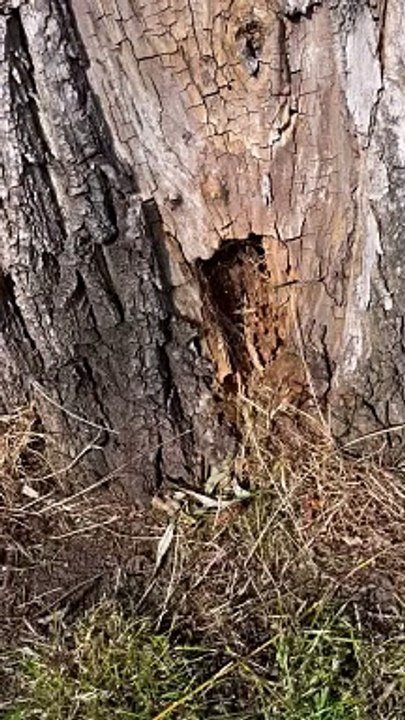 Wakefield pub co-owner had willow tree chopped down outside his business as it was diseased