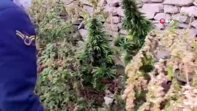 Aksaray'da Kenevir ve Esrar Operasyonu: 28 Kök Kenevir ve 6 Kök Esrar Ele Geçirildi