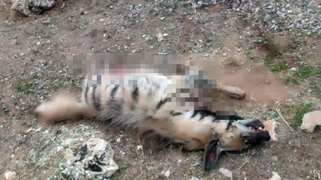 Mardin'de, nesli tehlike altındaki çizgili sırtlan ölü bulundu