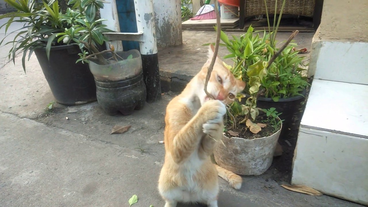 ORANGE CAT PLAYING WITH GRASS ROOTS