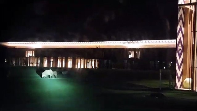 I cinghiali dilagano. Arrivano anche al Viola Park