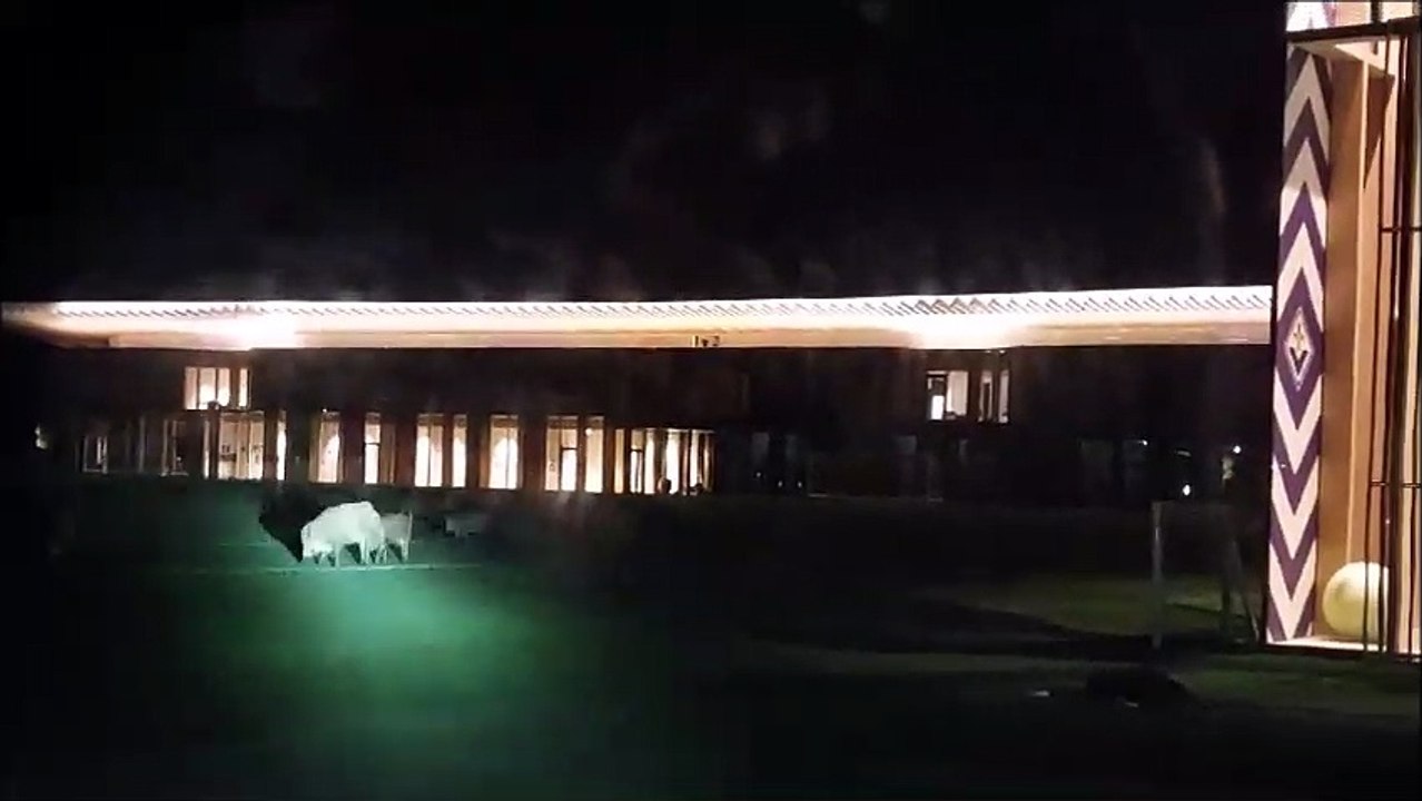 I cinghiali dilagano. Arrivano anche al Viola Park