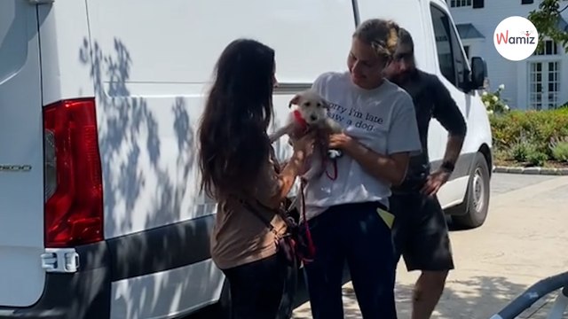 Young woman adopts shelter dog: On TikTok, she reveals her first moments in a home